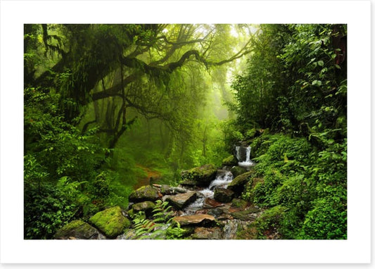 The jungle stream