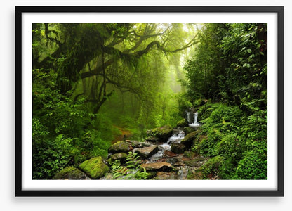 The jungle stream