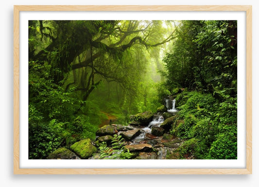 The jungle stream