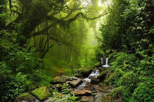 The jungle stream