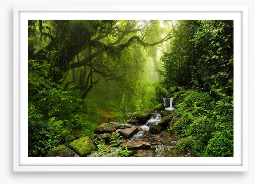 The jungle stream