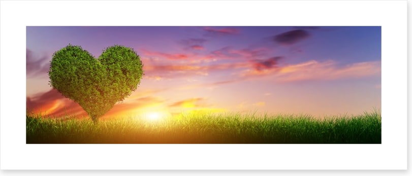 Love heart tree panorama