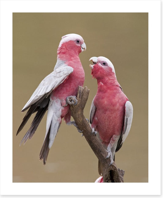 Don't be a galah