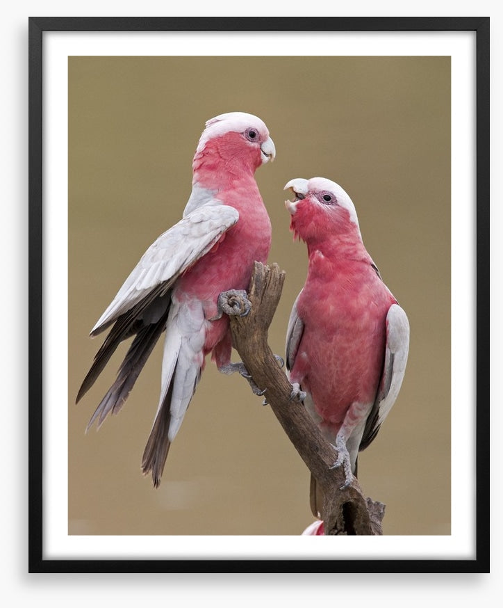 Don't be a galah