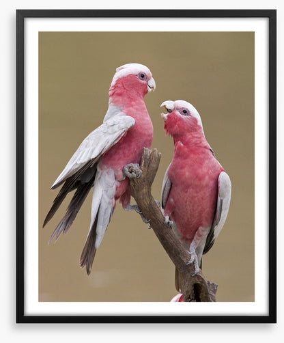 Don't be a galah