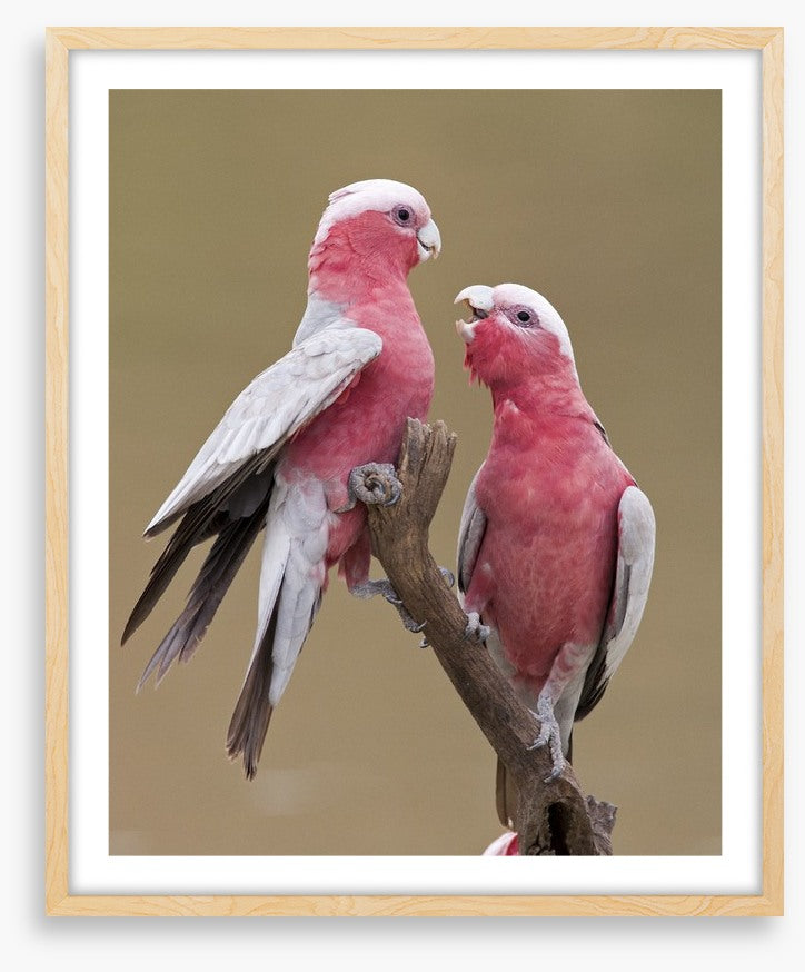 Don't be a galah