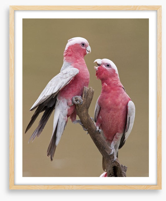 Don't be a galah
