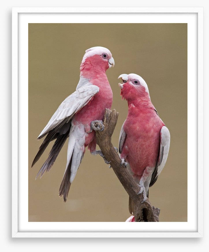 Don't be a galah