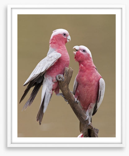 Don't be a galah