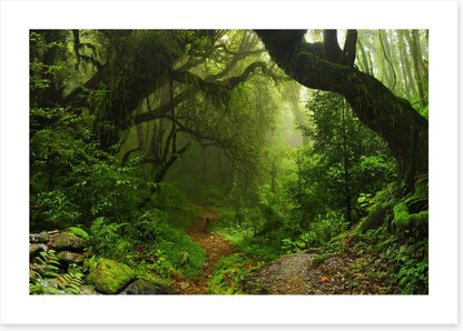 Amazon jungle