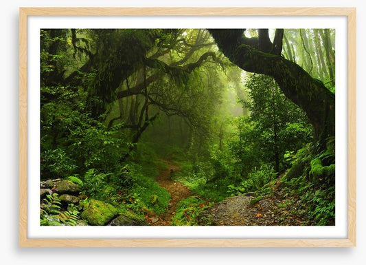 Amazon jungle