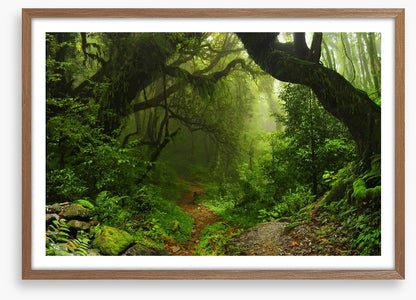 Amazon jungle