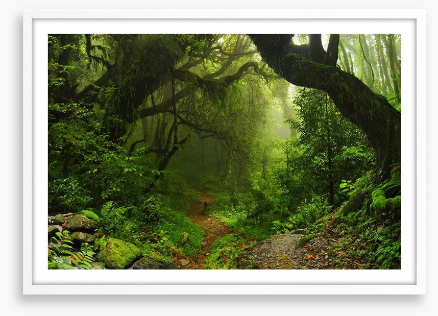 Amazon jungle