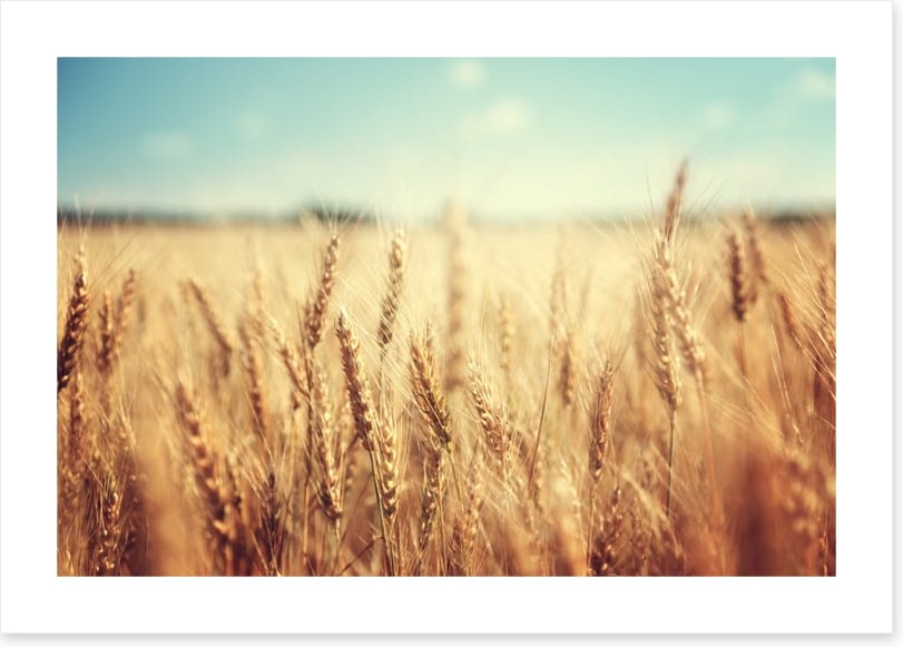 Golden wheat