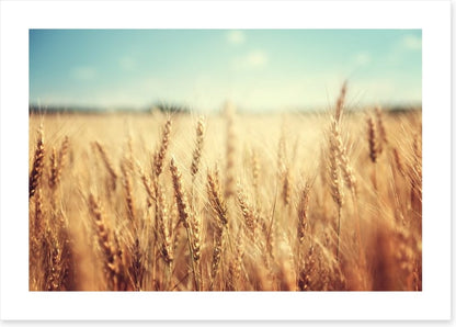 Golden wheat