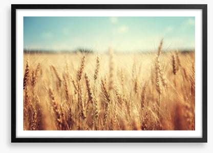 Golden wheat