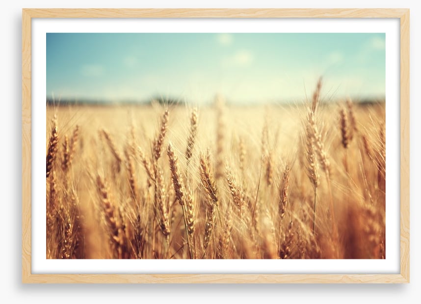 Golden wheat