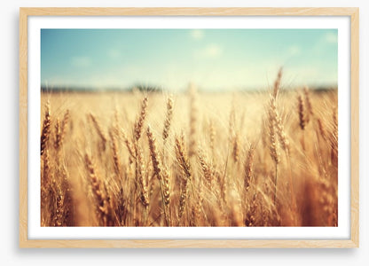 Golden wheat