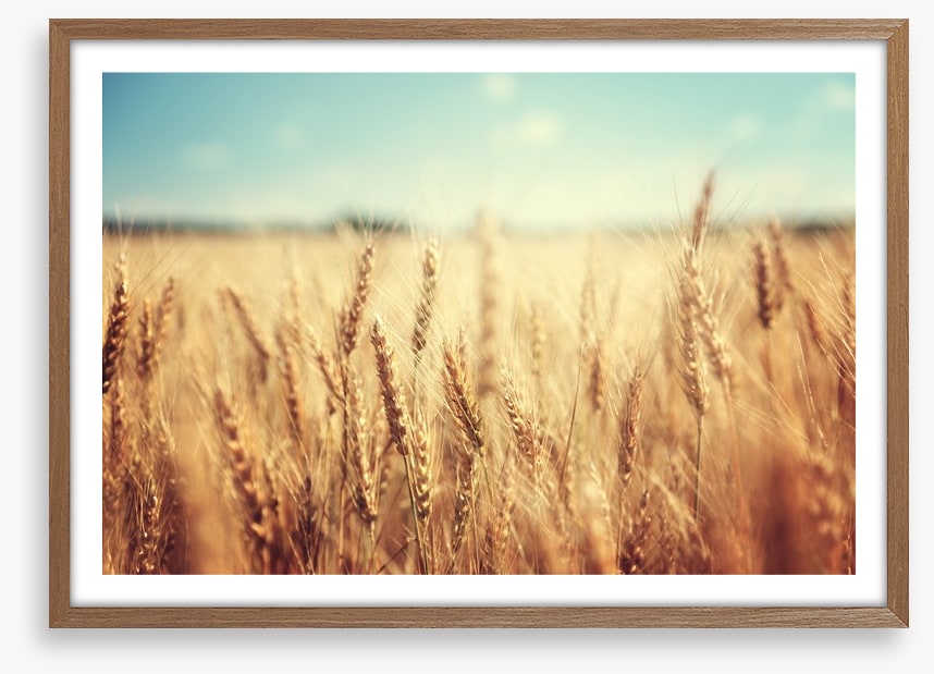 Golden wheat