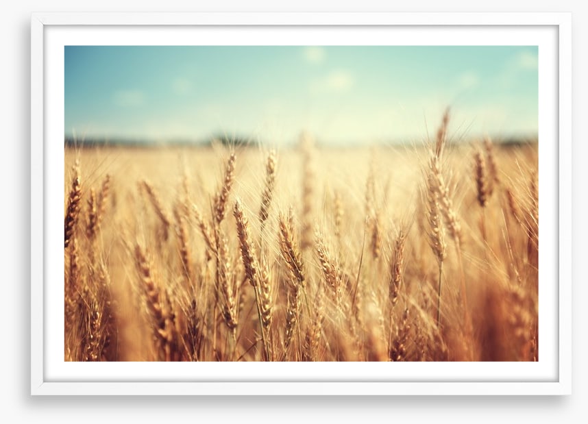 Golden wheat