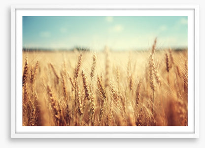Golden wheat