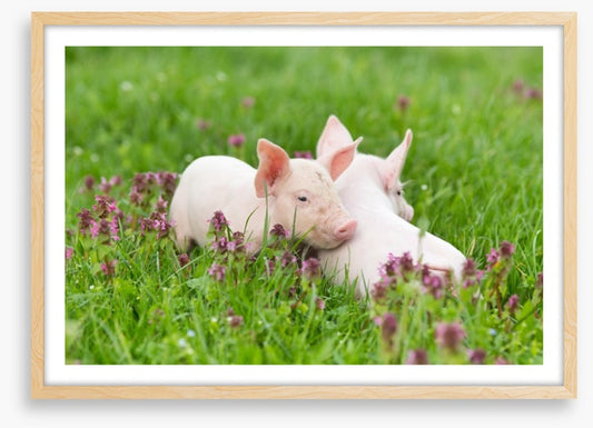 Piglet snuggles