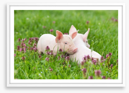 Piglet snuggles