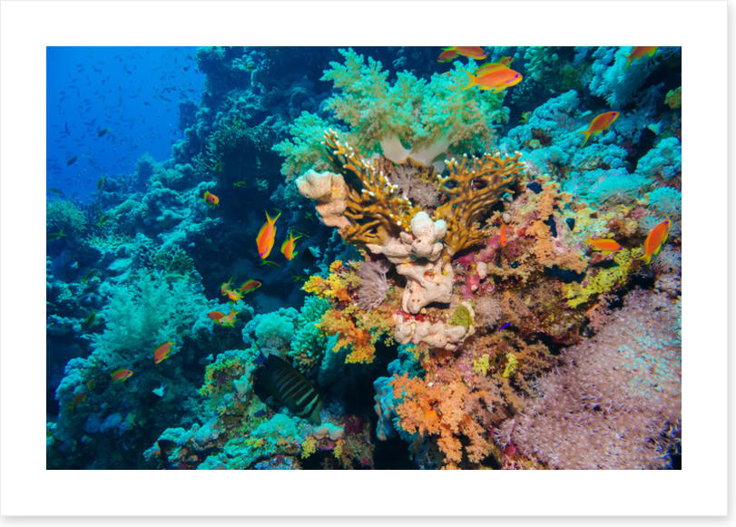 Coral deep