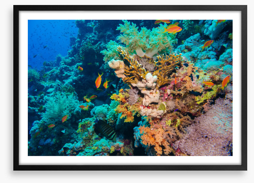 Coral deep