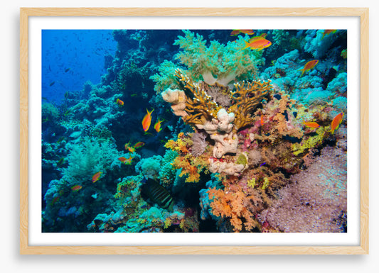 Coral deep