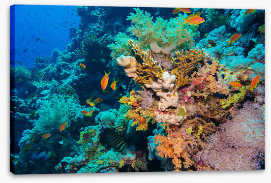 Coral deep
