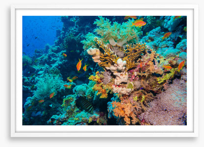 Coral deep