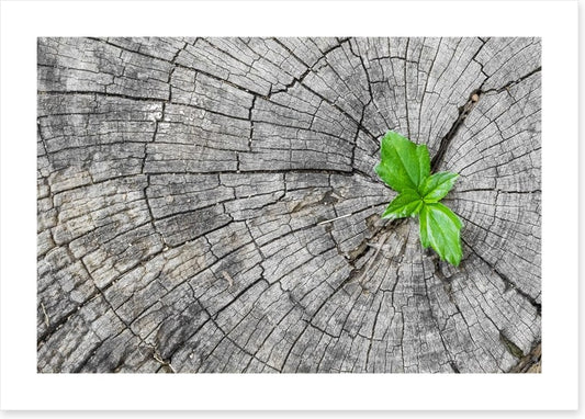 Where there's a will