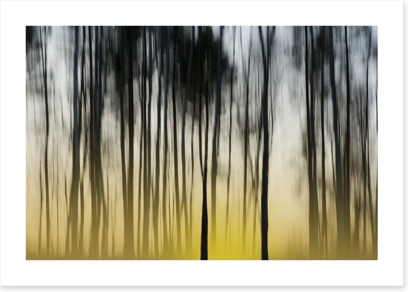 Dawn in the forest