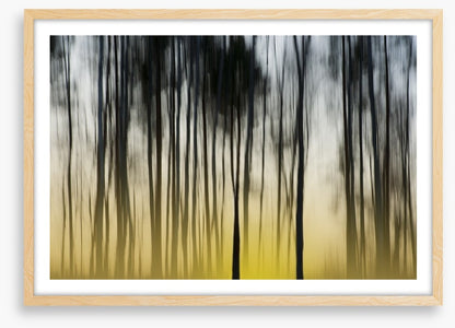 Dawn in the forest