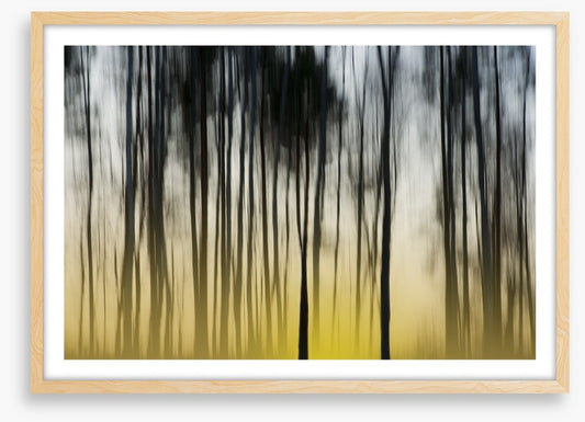 Dawn in the forest