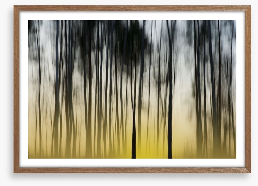 Dawn in the forest