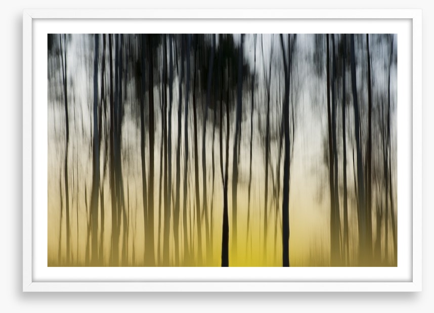 Dawn in the forest