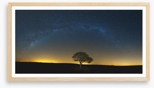 Lone tree under the Milky Way