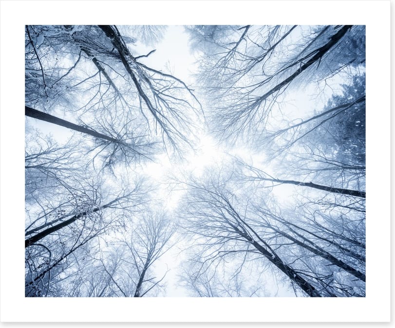 Canopy clouds