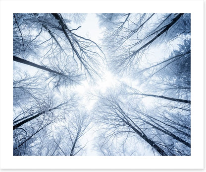 Canopy clouds