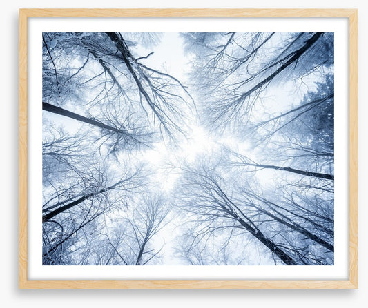 Canopy clouds