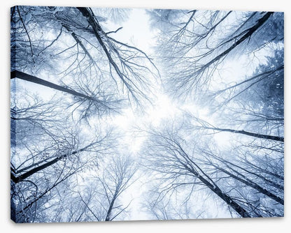 Canopy clouds