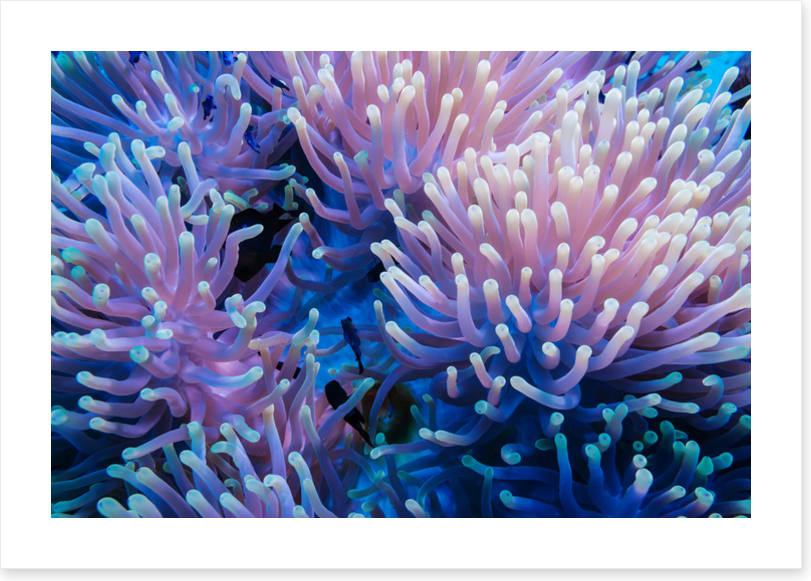 Anemone tips