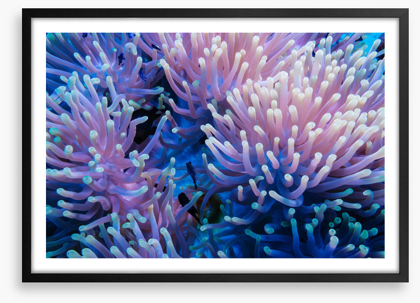 Anemone tips