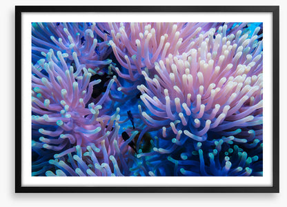 Anemone tips