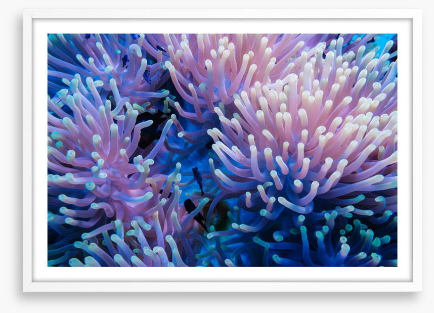 Anemone tips