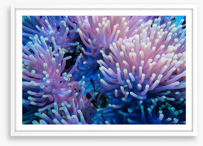 Anemone tips