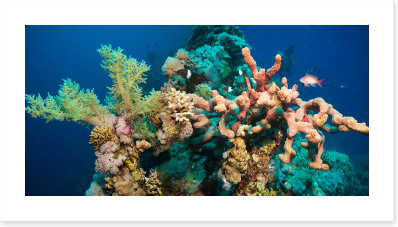 Blushing coral