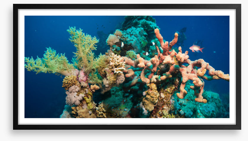 Blushing coral
